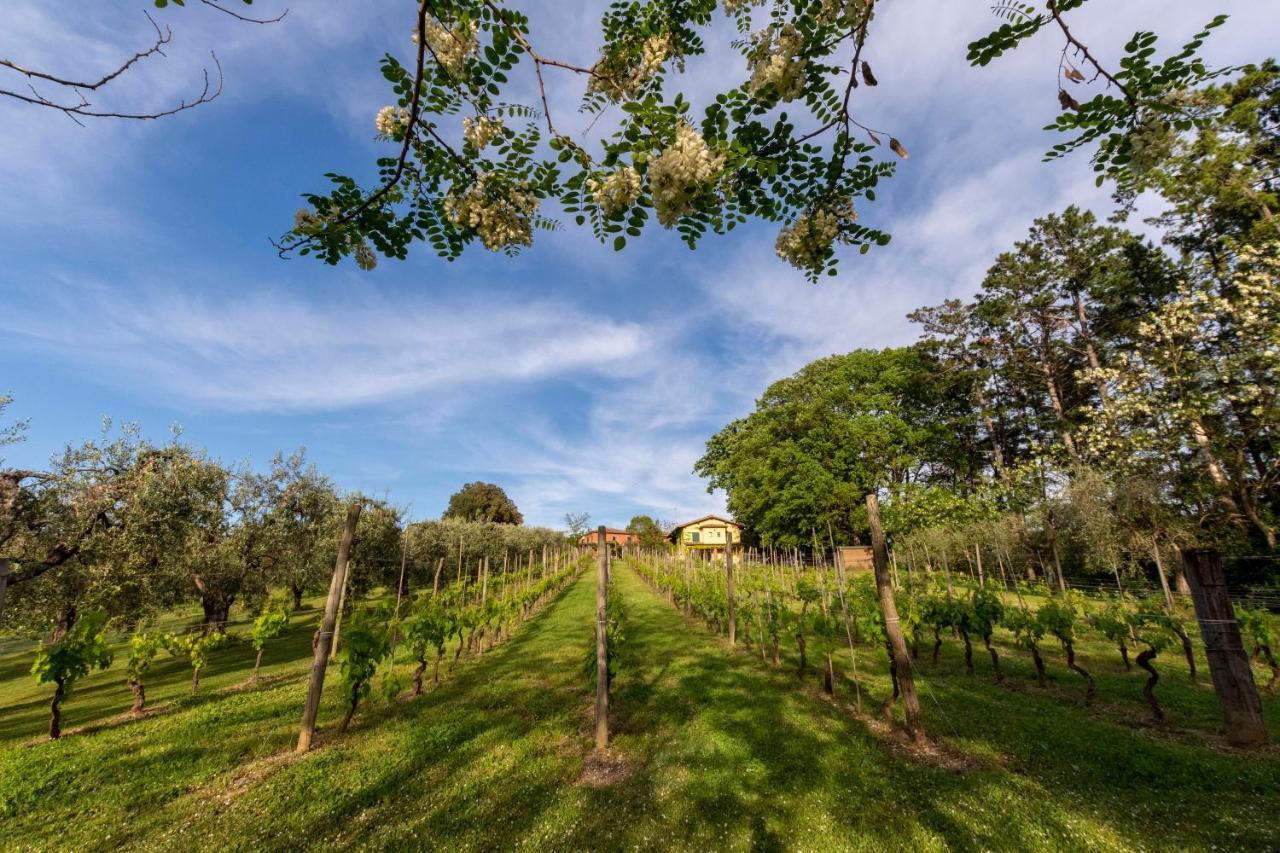 Podere Sant'Antonio Fauglia ภายนอก รูปภาพ