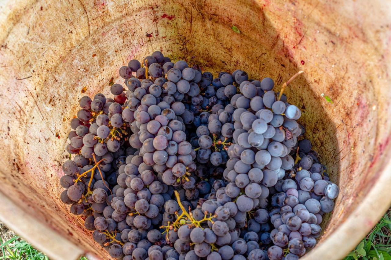 Podere Sant'Antonio Fauglia ภายนอก รูปภาพ
