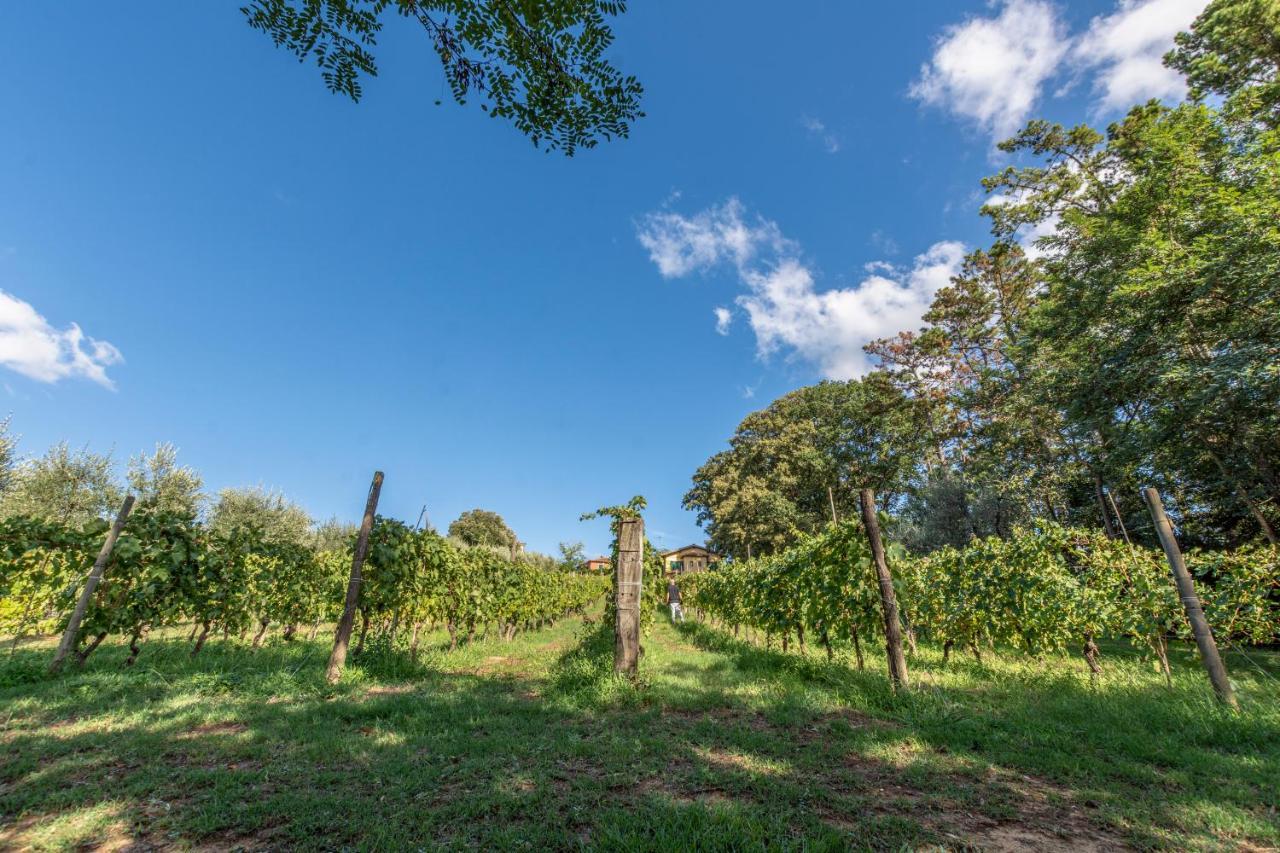 Podere Sant'Antonio Fauglia ภายนอก รูปภาพ
