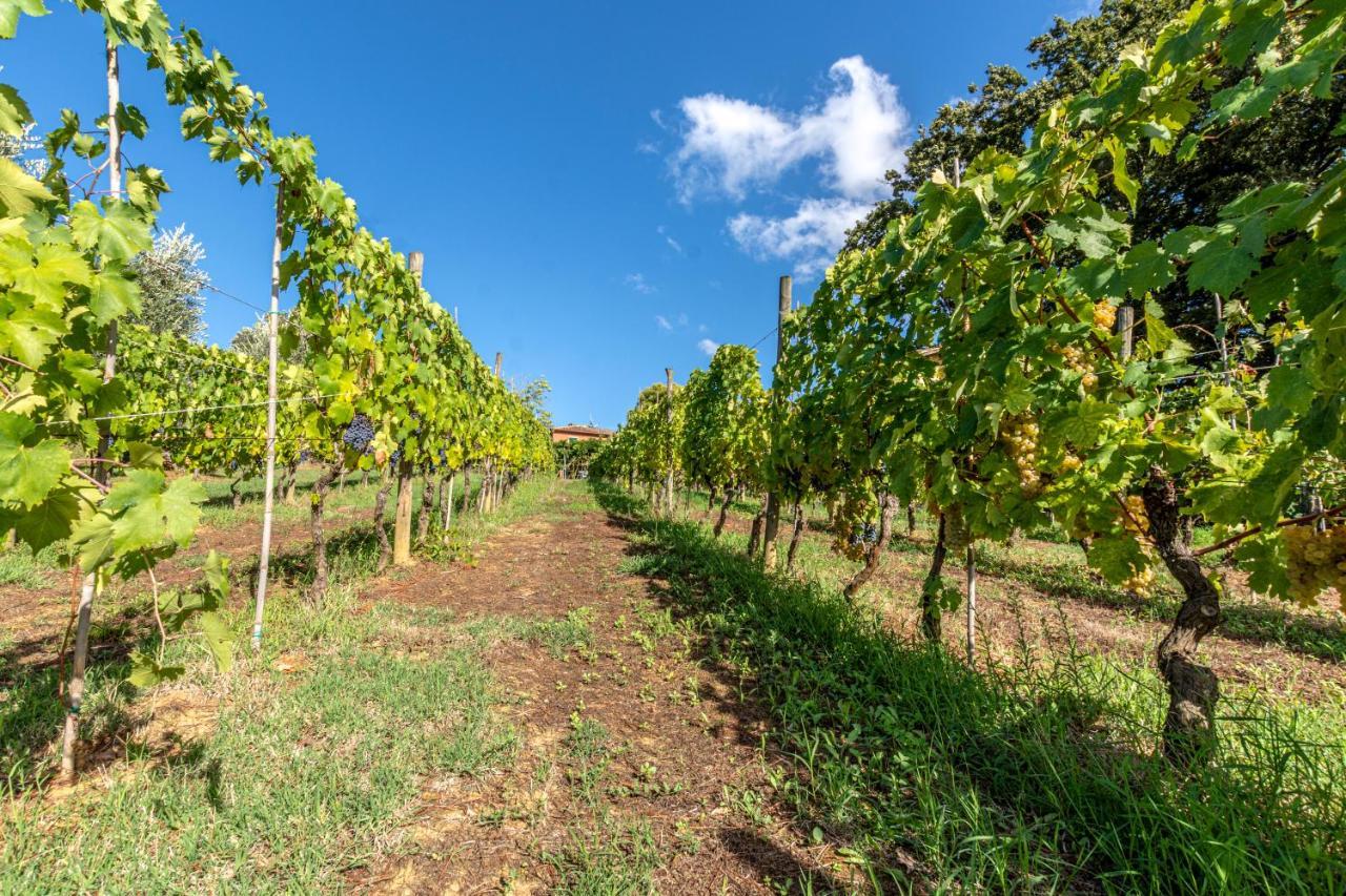 Podere Sant'Antonio Fauglia ภายนอก รูปภาพ
